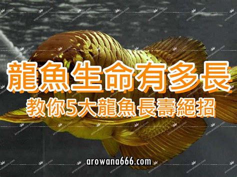 龍魚壽命|亞洲龍魚